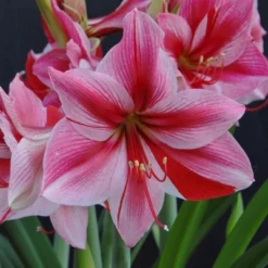 Van Zyverden Amaryllis Pink Flower Bulb With Artisan Decorative Planter
