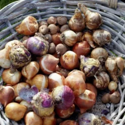 Van Zyverden 46ct Bulbs Multicolored Unison Spring Blooming Patio Planter Set 9 Van Zyverden 46ct Bulbs Multicolored Unison Spring Blooming Patio Planter Set -Greenery Decor Store GUEST 10b234b1 254a 4d4a 8e54 1c85e48c896d