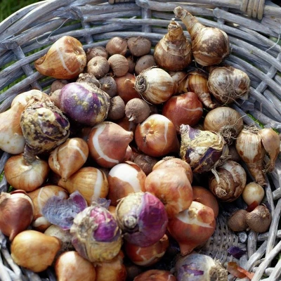 Van Zyverden 46ct Bulbs Multicolored Unison Spring Blooming Patio Planter Set 5 Van Zyverden 46ct Bulbs Multicolored Unison Spring Blooming Patio Planter Set - Image 4