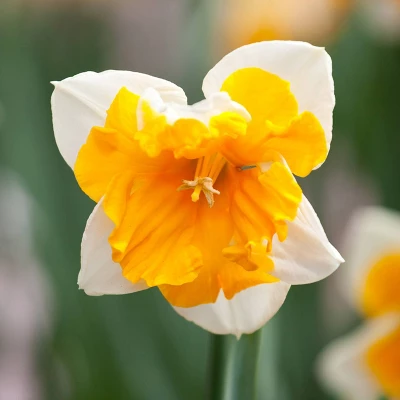 Van Zyverden 41ct Bulbs Affinity Multicolored Spring Blooming Patio Planter Set 3 Van Zyverden 41ct Bulbs Affinity Multicolored Spring Blooming Patio Planter Set