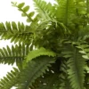20" X 14" Artificial Boston Fern Plant In Decorative Planter Brown - Nearly Natural 1 20" X 14" Artificial Boston Fern Plant In Decorative Planter Brown - Nearly Natural -Greenery Decor Store GUEST 178b2563 325d 40c5 8e9e 7b323bc52da1