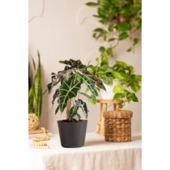 Live Alocasia Polly Elephant Ear Plant In 6" Standard Black Planter -Greenery Decor Store GUEST 1a57a8e3 283f 4f4f 85a1 bf09f6a06207