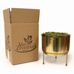 3ct Amaryllis Trio Preplanted Bulbs With Iron Brass Finish Pan Planter And Stand - Van Zyverden -Greenery Decor Store GUEST 1d081f48 fbd2 4bdf b84d f2306e71d075