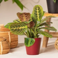 Live Red Maranta Prayer Plant In 4" Planter