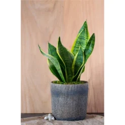Live Sansevieria Snake Plant In Repose Rustic Stone Planter -Greenery Decor Store GUEST 1f3d6ce4 2a9d 4cda 9eea 4c6bdee648bd