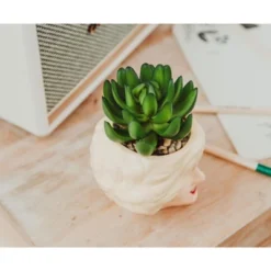 Silver Buffalo The Golden Girls Rose 3.25-Inch Ceramic Mini Planter With Artificial Succulent 10 Silver Buffalo The Golden Girls Rose 3.25-Inch Ceramic Mini Planter With Artificial Succulent -Greenery Decor Store GUEST 21e9dfff 5eeb 4c30 a86c 9ca878600641