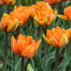 Van Zyverden 40ct Bulbs Multicolored Harmony Spring Blooming Patio Planter Set -Greenery Decor Store GUEST 26f8fc78 c331 4d58 868d 342512a36093