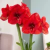 Van Zyverden Fast Track Amaryllis Bulb Kit Hypersonic With XL Artisan Decorative Planter