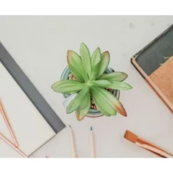 Silver Buffalo Star Wars Boba Fett Helmet 3-Inch Ceramic Mini Planter With Artificial Succulent -Greenery Decor Store GUEST 30324166 f4f2 4937 a48c 6b3dea7e7a60