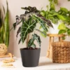 Live Alocasia Polly Elephant Ear Plant In 6" Standard Black Planter