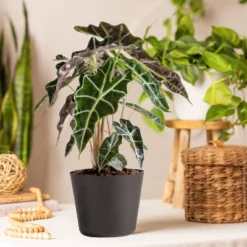 Live Alocasia Polly Elephant Ear Plant In 6" Standard Black Planter