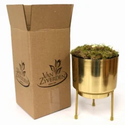 Amaryllis Glee Preplanted Bulb With Brass Finish Iron Planter And Stand - Van Zyverden -Greenery Decor Store GUEST 33793277 d374 4dc8 b4bb 309fb5334ddc