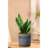 Live Sansevieria Snake Plant In Repose Rustic Stone Planter