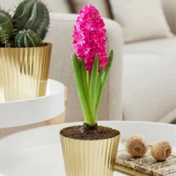 Van Zyverden Hyacinth PreChilled Kit Jan Bos Bulb With Iron Brass Textured Finish Planter 9 Van Zyverden Hyacinth PreChilled Kit Jan Bos Bulb With Iron Brass Textured Finish Planter -Greenery Decor Store GUEST 4e0cf579 1f55 4341 aac8 18f4c1ad49d8