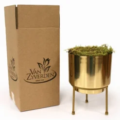 7ct Narcissus Paperwhite Inbal Preplanted Bulbs With Brass Finish Iron Planter And Stand - Van Zyverden -Greenery Decor Store GUEST 5457c0fb fd81 43fd bd43 23ac6fe322cb