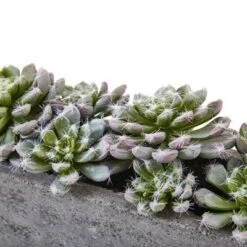 Nearly Natural Succulent Garden With Textured Concrete Planter -Greenery Decor Store GUEST 559e226d e4eb 4618 bc30 158ddd5d503b
