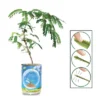 Collections Etc Touchy Mutchy Plant Planter Can Growing Kit 2.5 X 2.5 X 3.75 -Greenery Decor Store GUEST 597cbec6 e0d9 496e 9b70 bc5801d22e25