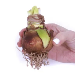 Van Zyverden Amaryllis White Christmas Gift Flower Bulb With Artisan Decorative Planter -Greenery Decor Store GUEST 600e2570 7273 44d4 a410 4ad4f3dec2d8 3