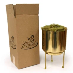Amaryllis Moon Scene Preplanted Bulb With Iron Brass Finish Large Planter And Stand - Van Zyverden 7 Amaryllis Moon Scene Preplanted Bulb With Iron Brass Finish Large Planter And Stand - Van Zyverden -Greenery Decor Store GUEST 69a64236 b4c6 4408 8c3f e4d80a1d6934