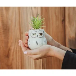 Silver Buffalo Harry Potter Hedwig 3-Inch Ceramic Mini Planter With Artificial Succulent -Greenery Decor Store GUEST 72048d7a ffb8 4f64 99ae 47d85a4c28b1