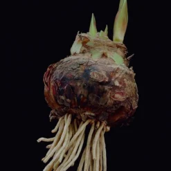 Van Zyverden Amaryllis Red Popov Flower Bulb With Artisan Decorative Planter 8 Van Zyverden Amaryllis Red Popov Flower Bulb With Artisan Decorative Planter -Greenery Decor Store GUEST 7580982a c45e 49ec bd7b d08b77e0a4e1 1