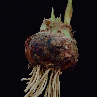 Van Zyverden Amaryllis Pink Flower Bulb With Artisan Decorative Planter 5 Van Zyverden Amaryllis Pink Flower Bulb With Artisan Decorative Planter - Image 3