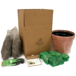 Van Zyverden 40ct Bulbs Multicolored Concertos Spring Blooming Patio Planter Set -Greenery Decor Store GUEST 813a47f9 e31b 4d45 a49c 661a856e877b