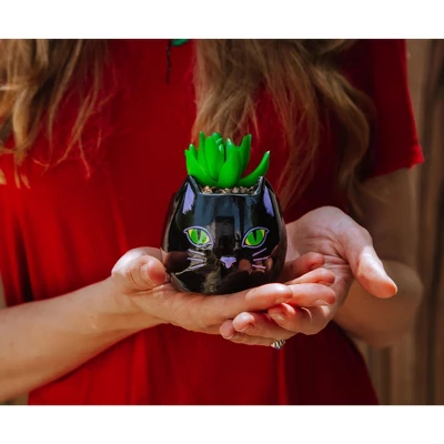 Silver Buffalo Disney Hocus Pocus "Binx Is My Boo" Ceramic Planter With Artificial Succulent 4 Silver Buffalo Disney Hocus Pocus "Binx Is My Boo" Ceramic Planter With Artificial Succulent - Image 2