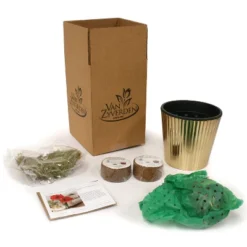 Amaryllis Pink Kit Minerva With Fluted Iron Faux Brass Planter - Van Zyverden 7 Amaryllis Pink Kit Minerva With Fluted Iron Faux Brass Planter - Van Zyverden -Greenery Decor Store GUEST 8237be2b a7a5 4a9c afd1 1c00e129b095 3