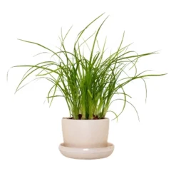 Ponytail Palm In 3" Planter - National Plant Network 14 Ponytail Palm In 3" Planter - National Plant Network -Greenery Decor Store GUEST 82fd8a13 c14a 4354 9bb4 0c541d102369