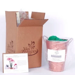 Van Zyverden Amaryllis Red Popov Flower Bulb With Artisan Decorative Planter 9 Van Zyverden Amaryllis Red Popov Flower Bulb With Artisan Decorative Planter -Greenery Decor Store GUEST 88850e9d 516b 40d0 9415 49799eb90ad0