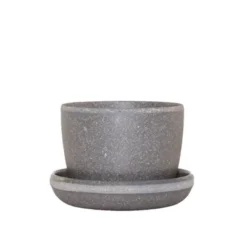 Ponytail Palm In 3" Planter - National Plant Network 12 Ponytail Palm In 3" Planter - National Plant Network -Greenery Decor Store GUEST 8ade5200 fb28 4556 9aad c659ecfc1e58