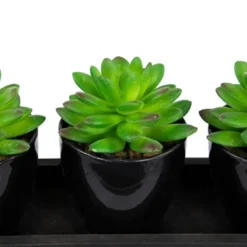 Northlight Mini Artificial Potted Succulents With Wood Planter - 5" - Set Of 3 -Greenery Decor Store GUEST 90905cf3 3176 4ed5 99a9 d98fb835e02f
