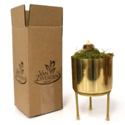 Amaryllis Minerva Pink Preplanted Bulb With Iron Brass Finish Planter And Bulb - Van Zyverden 7 Amaryllis Minerva Pink Preplanted Bulb With Iron Brass Finish Planter And Bulb - Van Zyverden -Greenery Decor Store GUEST 916f3afa 1d40 4f9b ae4b 3702802fc9ad