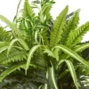 23" X 22" Artificial Fern Plant In Terracotta Planter - Nearly Natural -Greenery Decor Store GUEST 939039d1 30d7 4176 88d8 924e9c33c0f0