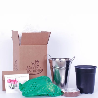 Van Zyverden Amaryllis Pink Flower Bulb With Artisan Decorative Planter 6 Van Zyverden Amaryllis Pink Flower Bulb With Artisan Decorative Planter - Image 4