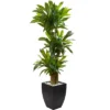 Nearly Natural 5.5-ft Corn Stalk Dracaena With Black Wash Planter -Greenery Decor Store GUEST 9b76e1b7 8f1b 4303 977c 8951fed17524