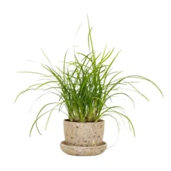 Ponytail Palm In 3" Planter - National Plant Network 15 Ponytail Palm In 3" Planter - National Plant Network -Greenery Decor Store GUEST 9ba32367 558c 4925 a4fa e8419c64f0e0