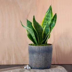 Live Sansevieria Snake Plant In Repose Rustic Stone Planter -Greenery Decor Store GUEST a03b544f 731f 4bcb 8003 25dd61d2e3b6