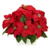 Nearly Natural Poinsettia With White Wash Planter Artificial Arrangement 1 Nearly Natural Poinsettia With White Wash Planter Artificial Arrangement -Greenery Decor Store GUEST a7084336 63dc 4c4e aa8a 902d4338c1b2