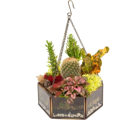 D'Eco Glass Geometric DIY Terrarium, Succulent & Air Plant- Hanging Mini Hexagon Shaped For Indoor Gardening Decor- Create Your Own Centerpiece 2 D'Eco Glass Geometric DIY Terrarium, Succulent & Air Plant- Hanging Mini Hexagon Shaped For Indoor Gardening Decor- Create Your Own Centerpiece