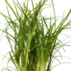 Ponytail Palm In 3" Planter - National Plant Network 11 Ponytail Palm In 3" Planter - National Plant Network -Greenery Decor Store GUEST ae3f5963 98f8 4db5 bf9f 31db97122759