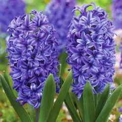 Van Zyverden 41ct Bulbs Affinity Multicolored Spring Blooming Patio Planter Set 8 Van Zyverden 41ct Bulbs Affinity Multicolored Spring Blooming Patio Planter Set -Greenery Decor Store GUEST b515f7be b078 44ec 96b9 cd76acb7ff4b