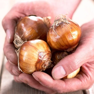 Van Zyverden 6ct Bulbs Narcissus Paperwhite Kit Ziva With Iron Brass Textured Finish Bulb Planter 3 Van Zyverden 6ct Bulbs Narcissus Paperwhite Kit Ziva With Iron Brass Textured Finish Bulb Planter