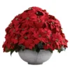 Nearly Natural Giant Poinsettia Arrangement With Decorative Planter 1 Nearly Natural Giant Poinsettia Arrangement With Decorative Planter -Greenery Decor Store GUEST bf61cfdb 04c1 4932 b04e 46393816031f