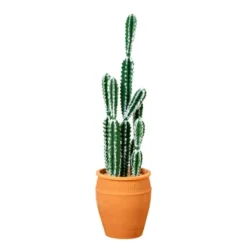Nearly Natural 41-in Artificial Cactus In Terracotta Planter -Greenery Decor Store GUEST c227bf86 4681 43a7 96a0 775bc5542373