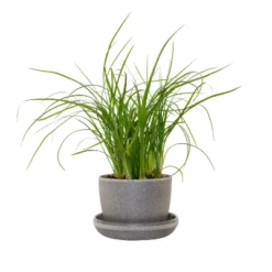 Ponytail Palm In 3" Planter - National Plant Network 13 Ponytail Palm In 3" Planter - National Plant Network -Greenery Decor Store GUEST c2548e38 c08d 4660 98db 0f1160c55c8f