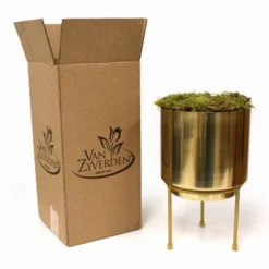 9ct Narcissus Paperwhite Inbal Preplanted Bulb With Iron Brass Finish Large Planter And Stand - Van Zyverden -Greenery Decor Store GUEST c4190a6e 7ec5 43b5 87cb 4632d5f77849