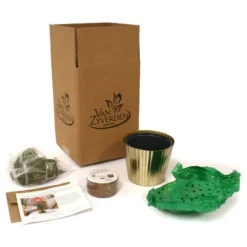 Amaryllis Pink Kit Minerva With Iron Brass Fluted Planter - Van Zyverden -Greenery Decor Store GUEST cf147812 4bb3 4c94 8882 edc0e880ab75