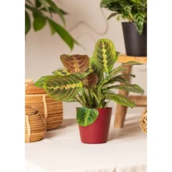 Live Red Maranta Prayer Plant In 4" Planter -Greenery Decor Store GUEST d07f1dfa 503d 489d 91e3 790d90b4ea8e